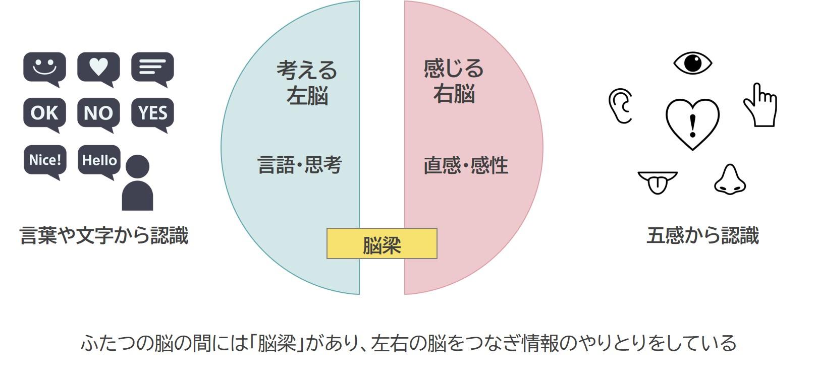 【男性脳・女性脳 診断付き】男女の考え方・コミュニケーションの違い ゆるゆる営業研修